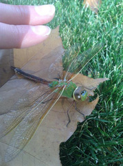 Anax junius
