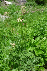 Ligusticum canbyi