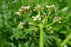 Ligusticum canbyi