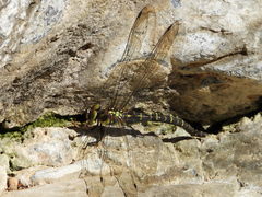 Planaeschna shanxiensis