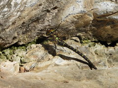 Planaeschna shanxiensis