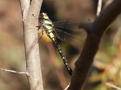 Planaeschna shanxiensis