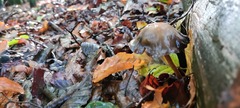 Tricholoma ustale