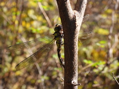 Planaeschna shanxiensis