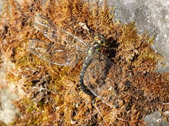 Planaeschna shanxiensis