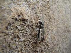 Neocicindela latecincta
