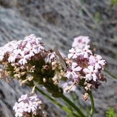 Junellia crithmifolia