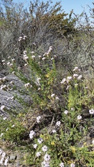 Junellia crithmifolia