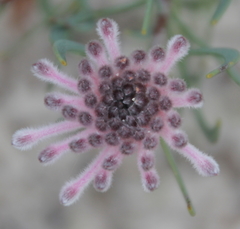 Petrophile linearis