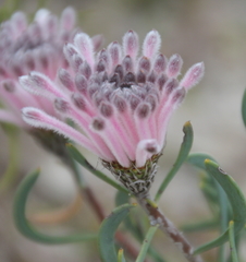 Petrophile linearis