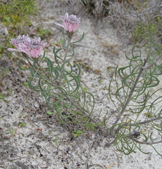 Petrophile linearis