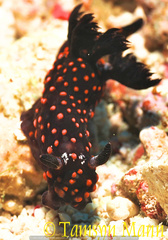 Nembrotha yonowae