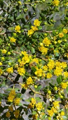 Larrea nitida