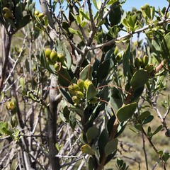 Tristerix verticillatus