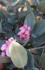 Arctostaphylos tomentosa