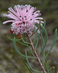 Petrophile linearis