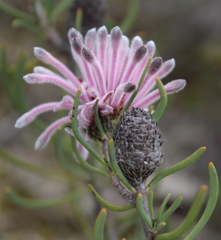 Petrophile linearis
