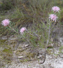 Petrophile linearis
