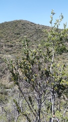 Tristerix verticillatus