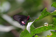 Parides anchises nephalion
