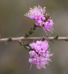 Kunzea recurva