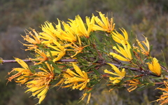 Lambertia multiflora