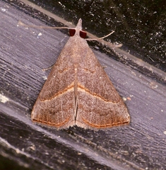 Hypena degesalis