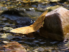 Thinopteryx crocoptera