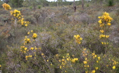 Lambertia multiflora