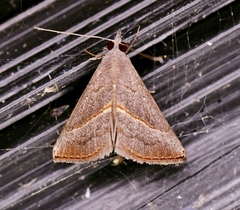 Hypena degesalis