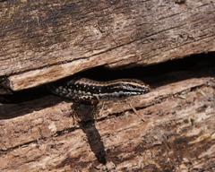 Warm-Temperate Water-Skink photo 4