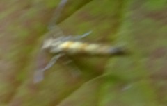 Argyresthia goedartella