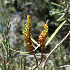 Colliguaja integerrima