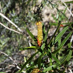 Colliguaja integerrima