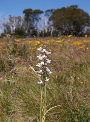 Prasophyllum suttonii