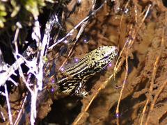 Eulamprus kosciuskoi