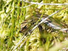 Eulamprus kosciuskoi