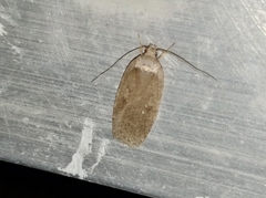 Agonopterix argillacea
