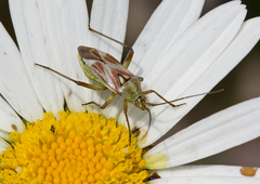Calocoris roseomaculatus