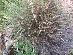 Genista corsica