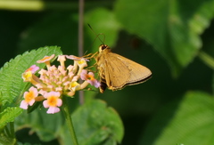 Xanthoneura telesinus