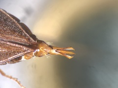 Oxygonus obesus