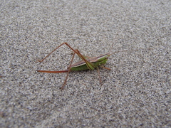 Conocephalus bilineatus