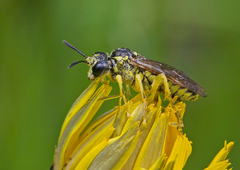 Tenthredo arcuata