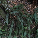 Blechnum fluviatile - Photo (c) Joe Potter Butler, algunos derechos reservados (CC BY), subido por Joe Potter Butler