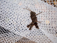 Apalacris varicornis