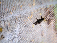 Apalacris varicornis