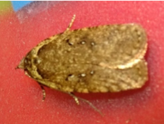 Agonopterix heracliana