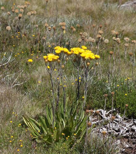 Podolepis robusta (Maiden & Betche) J.H.Willis