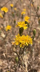 Lessingia tenuis